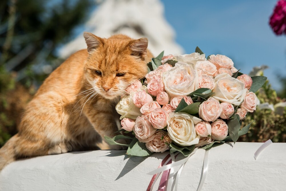 Лина + Игорь