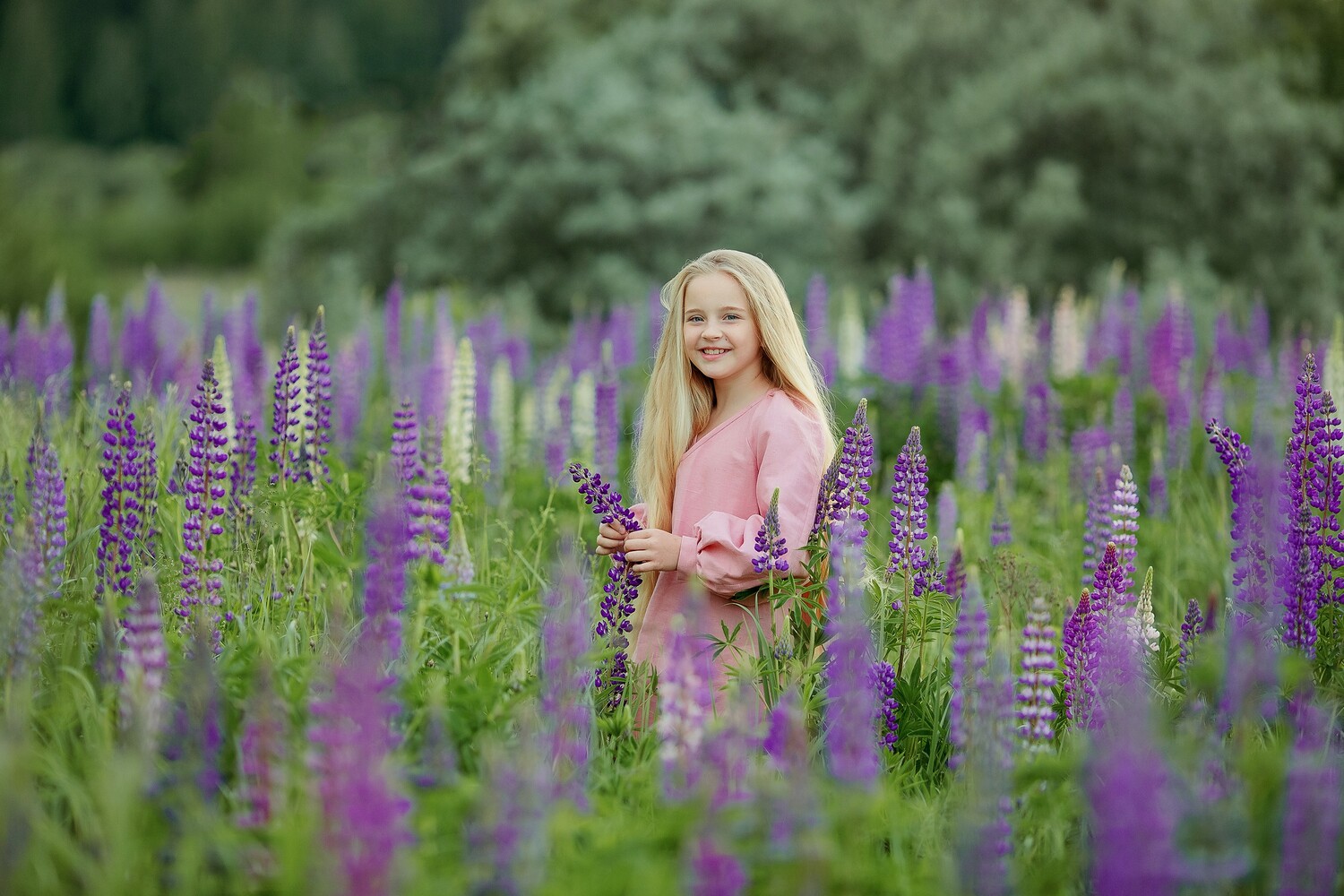Люпины