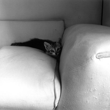 Robert Mapplethorpe - Kitten - 1983
