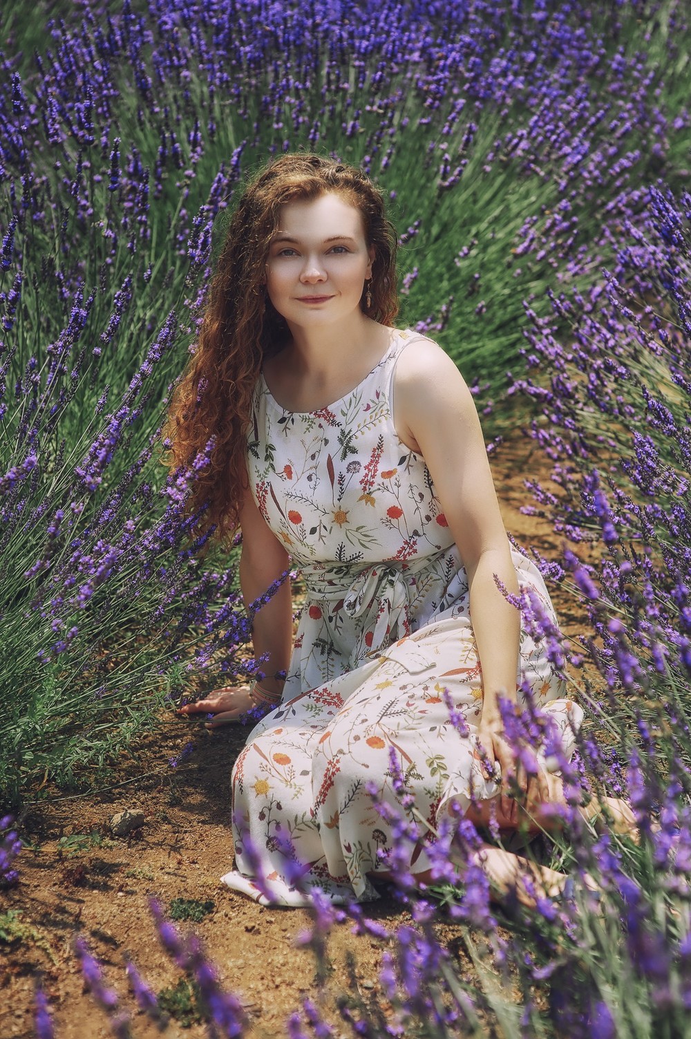 Lavender in California