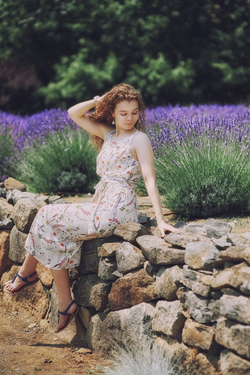 Lavender in California