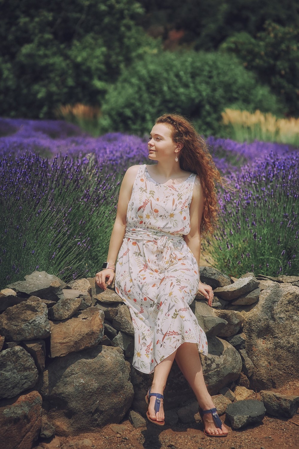 Lavender in California
