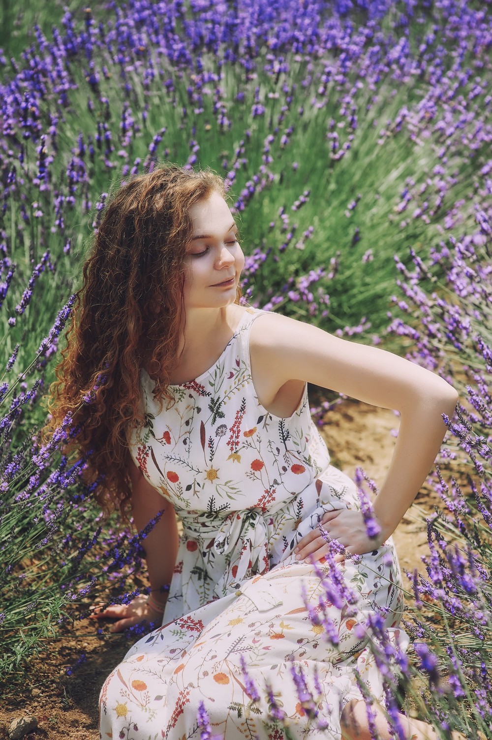 Lavender in California