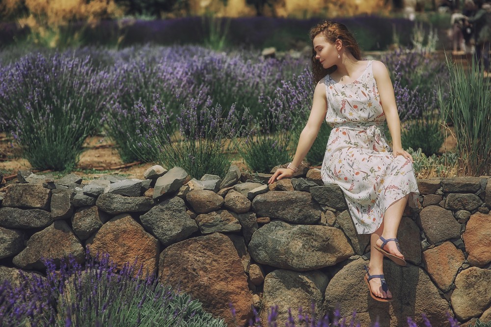 Lavender in California
