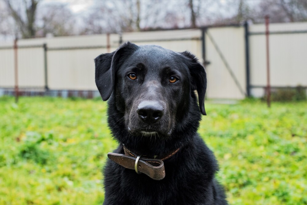 черный пес Граф в дар
