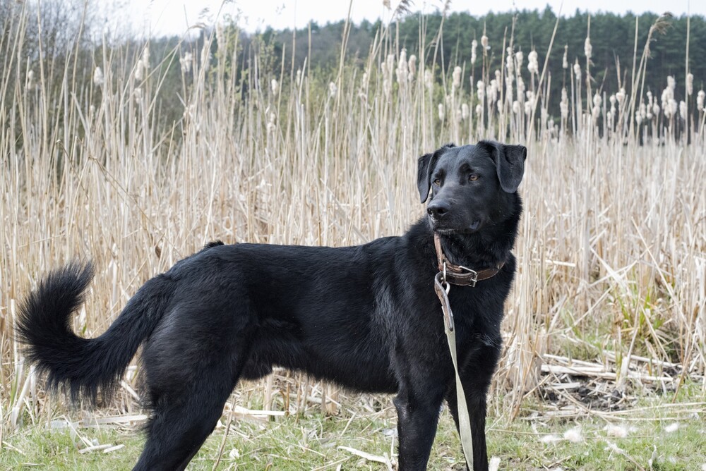 черный пес Граф в дар