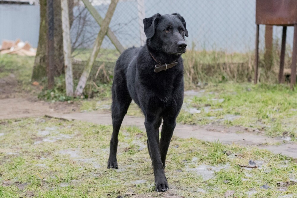 черный пес Граф в дар