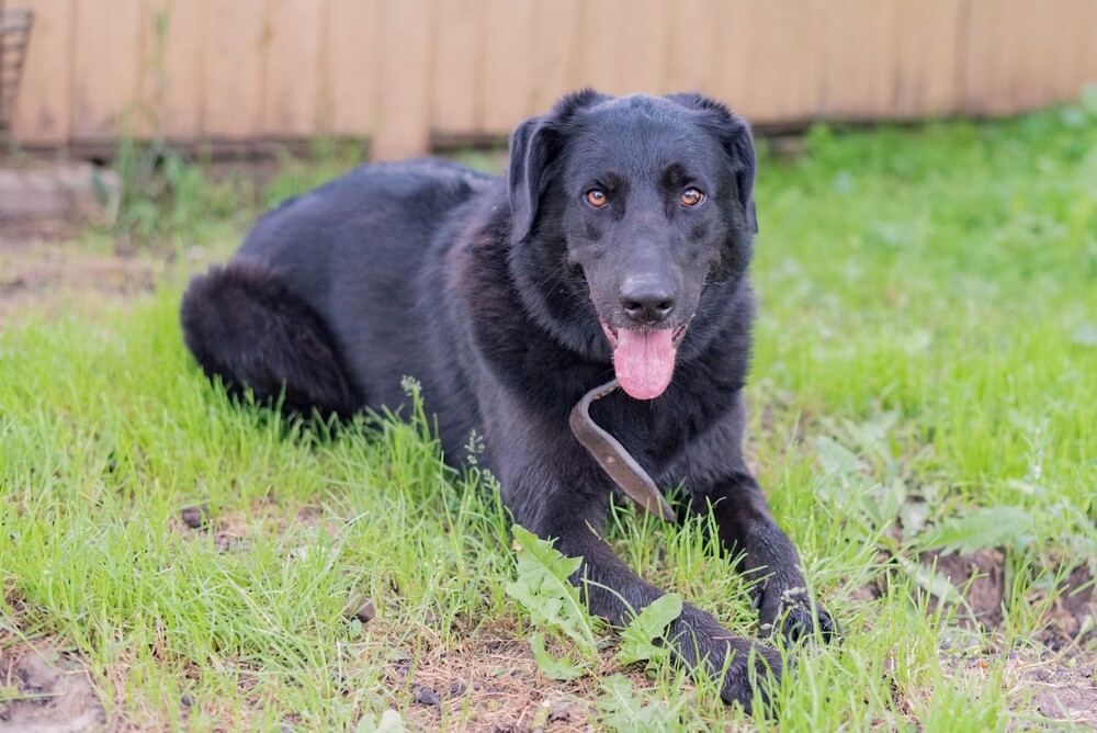 черный пес Граф в дар