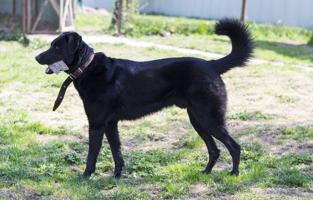 черный пес Граф в дар