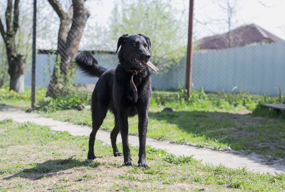 черный пес Граф в дар