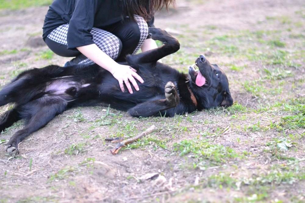 черный пес Граф в дар