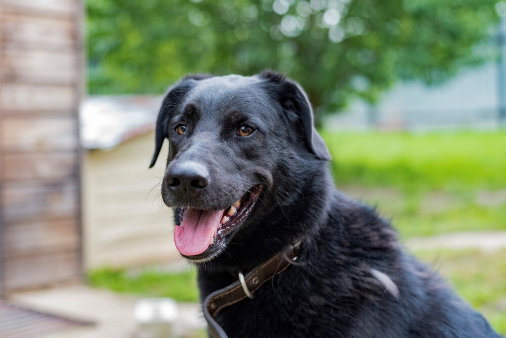 черный пес Граф в дар