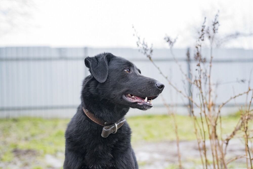 черный пес Граф в дар