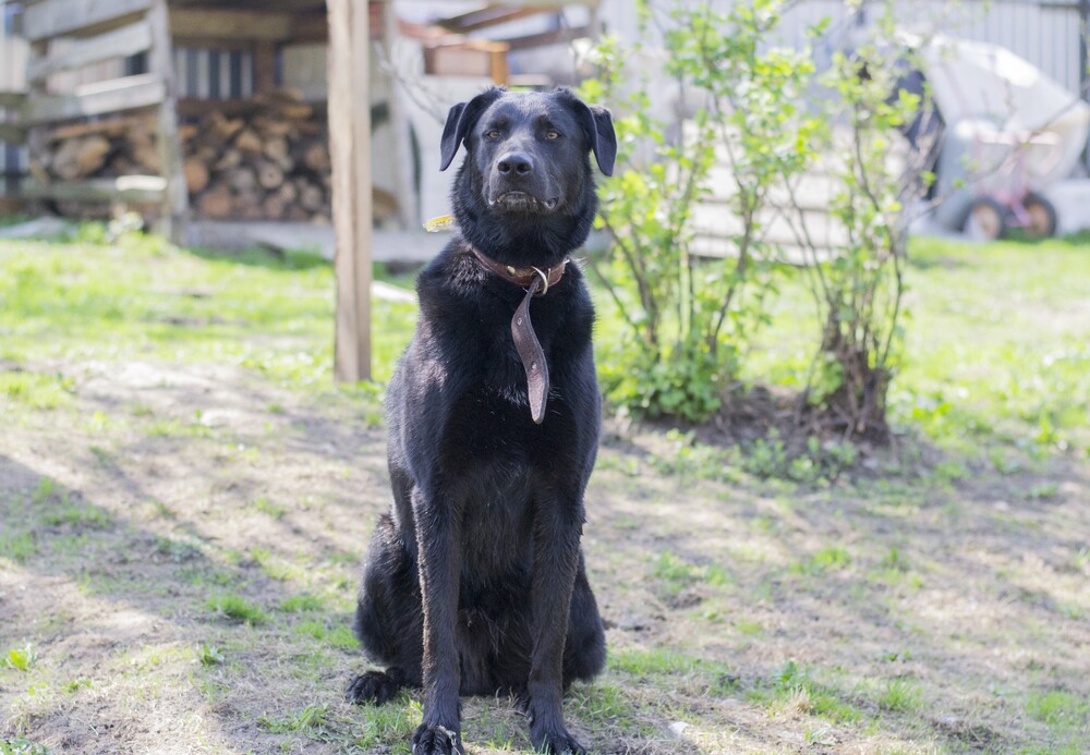 черный пес Граф в дар