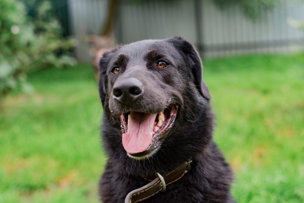 черный пес Граф в дар