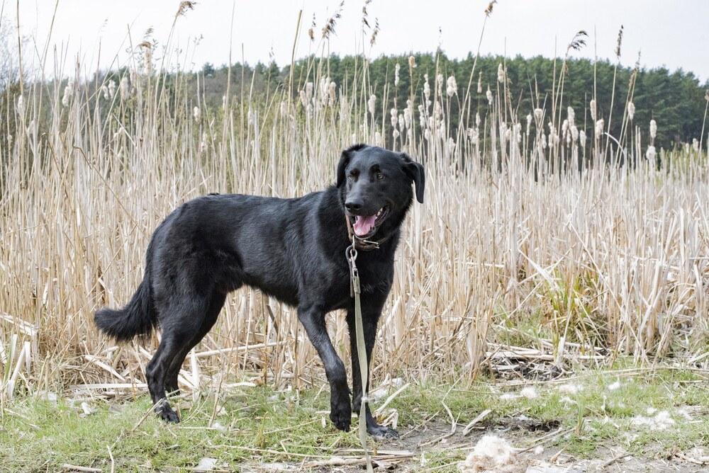 черный пес Граф в дар