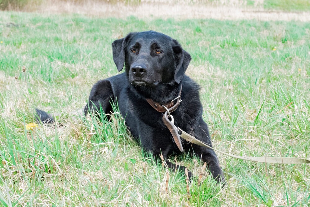 черный пес Граф в дар