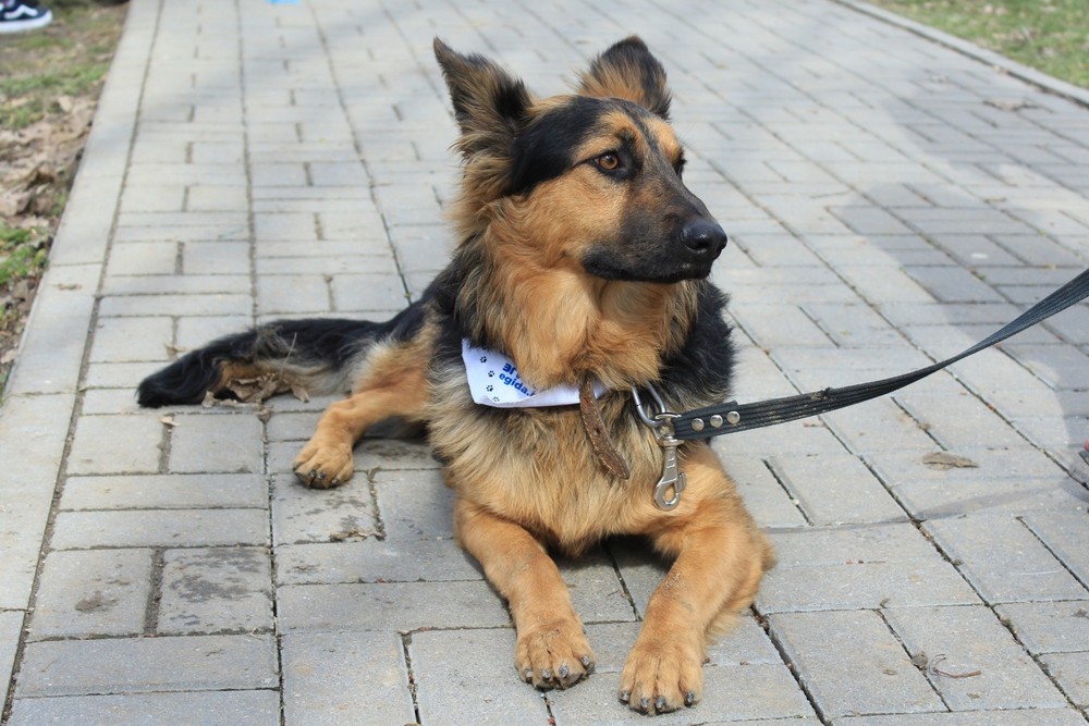 пес Эрик в дар