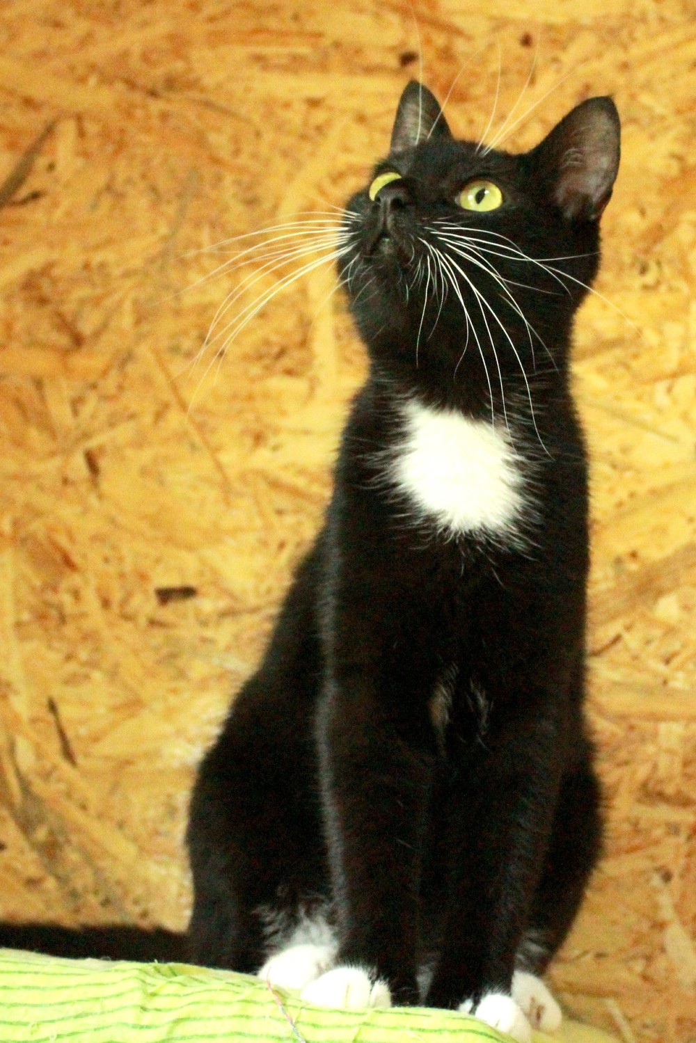 черно-белый кот Марсик в дар