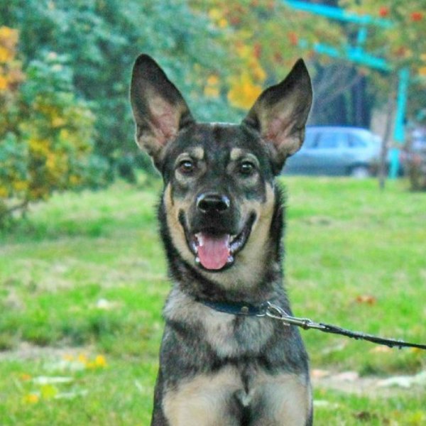 кошка Маша в дар