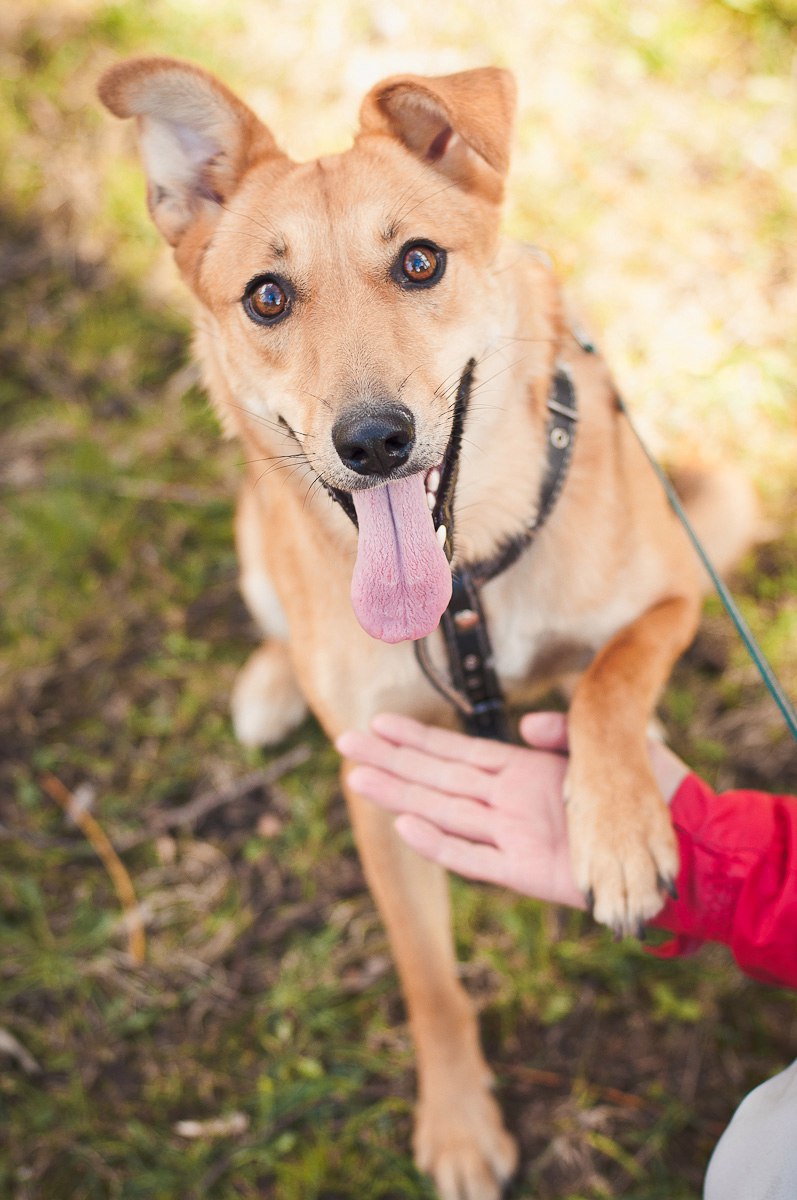 рыжая собака Пальма в дар
