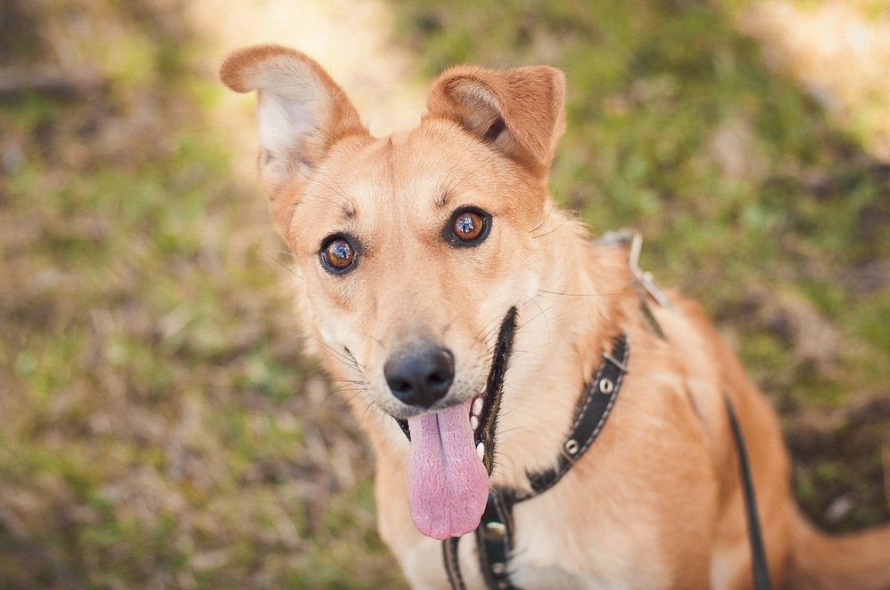 рыжая собака Пальма в дар