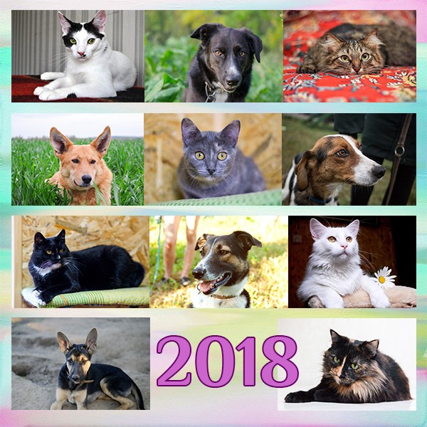 рыжий кот Блинчик в дар