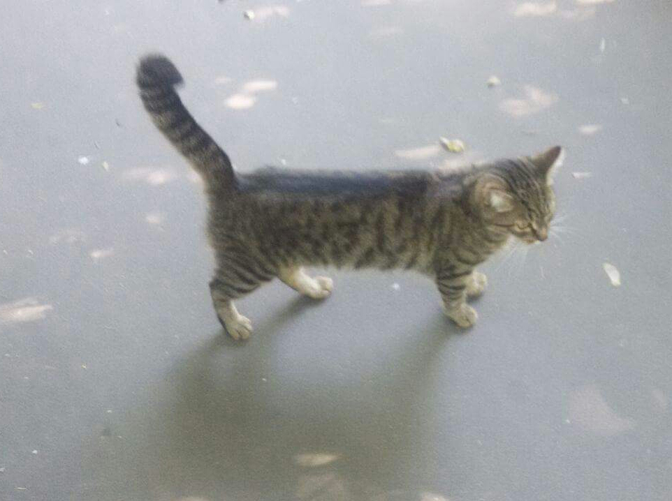 Хосе