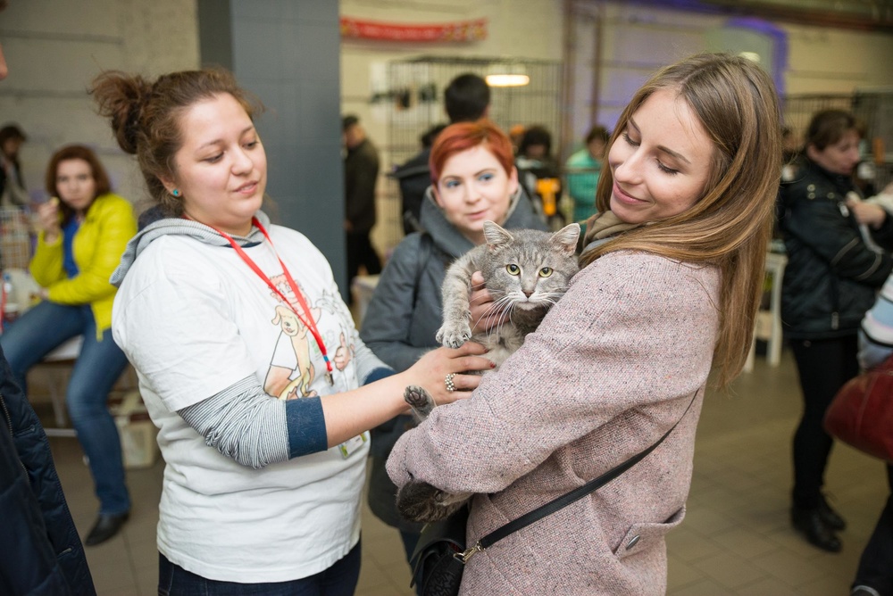 Котики
