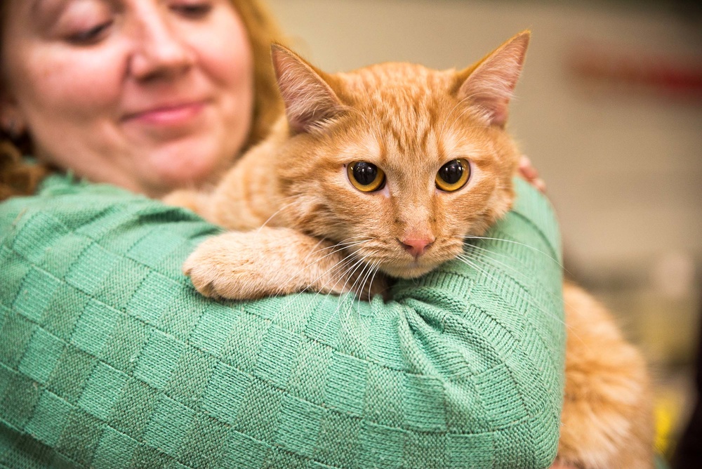 Котики