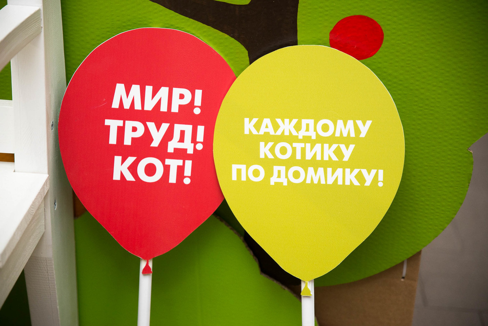 Котики