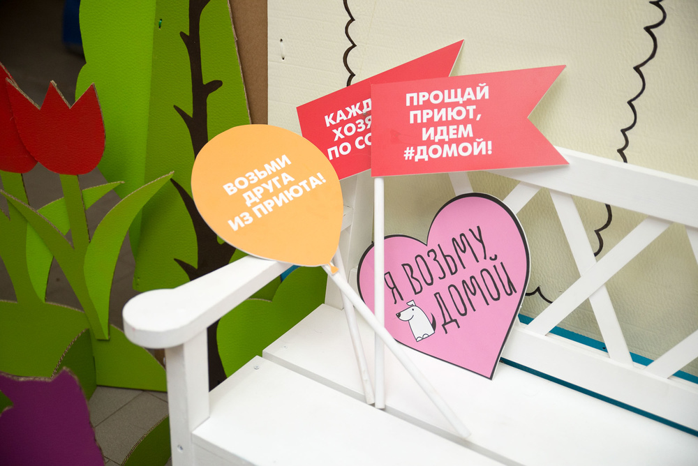 Котики