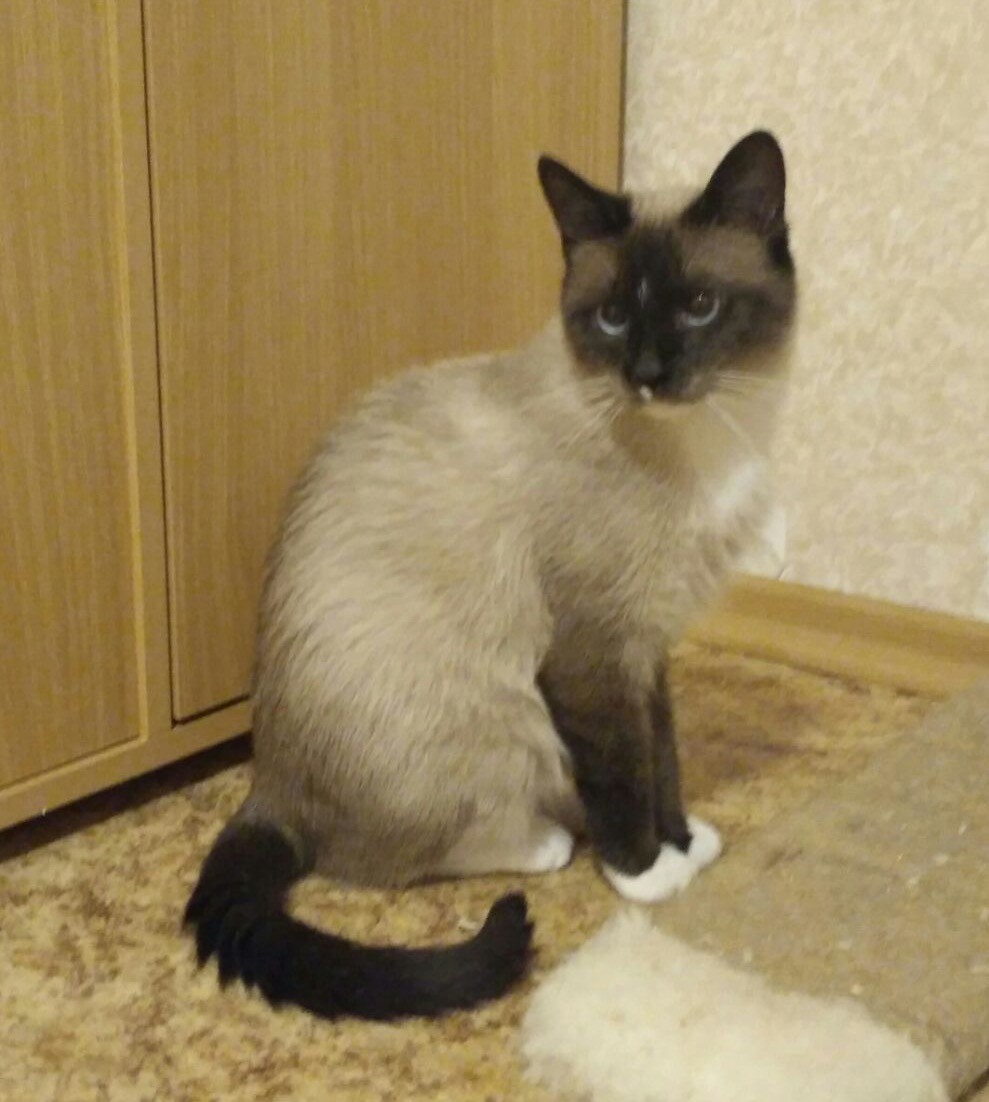 Сима