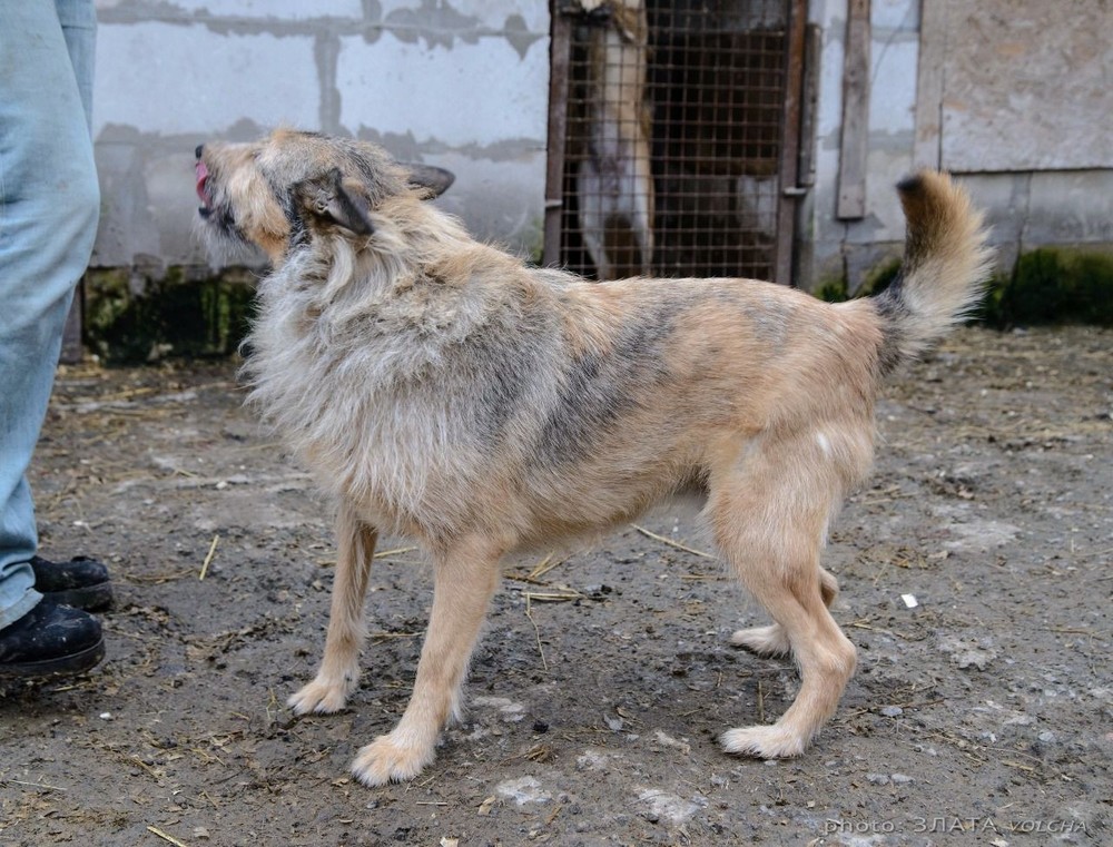 Аврора