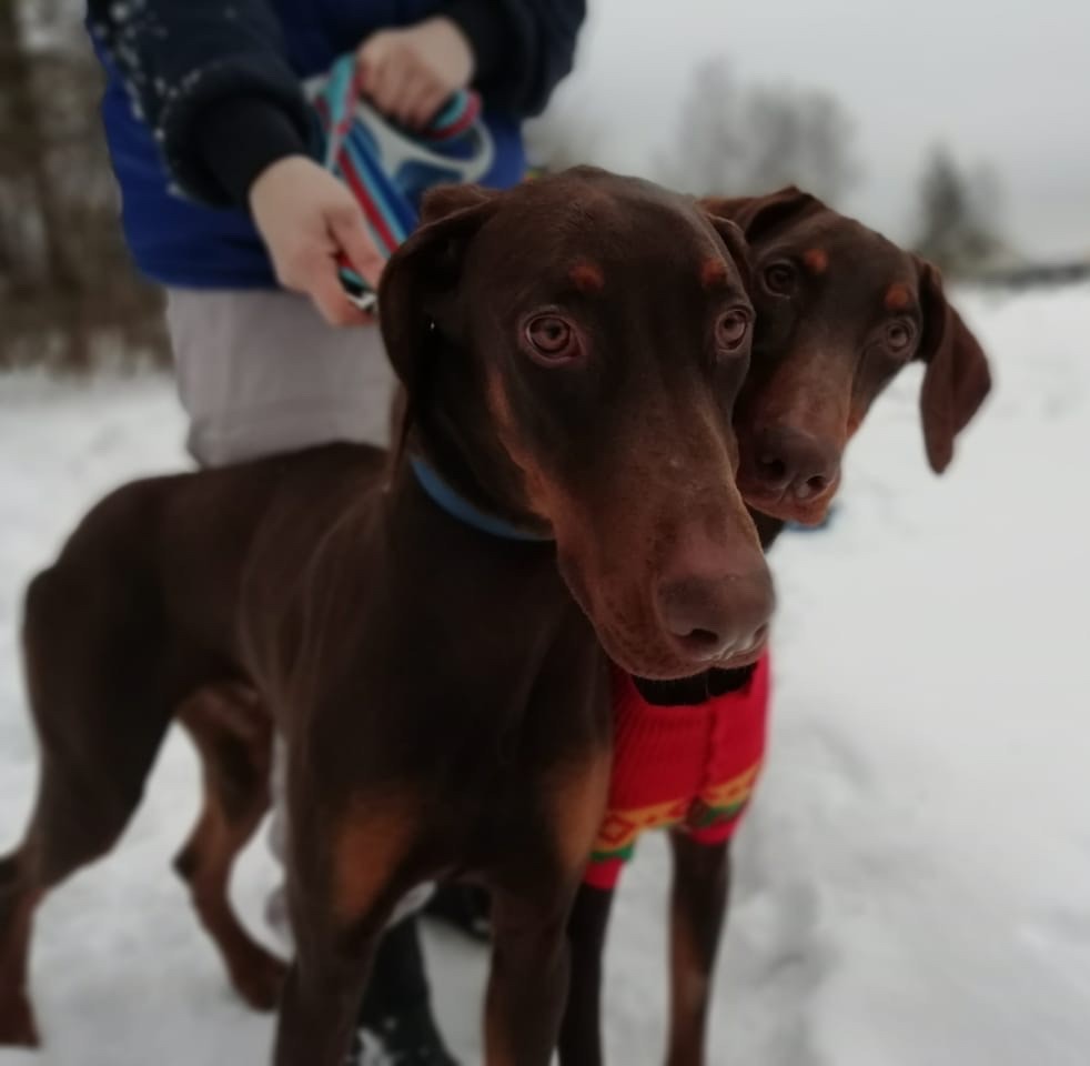 Остин