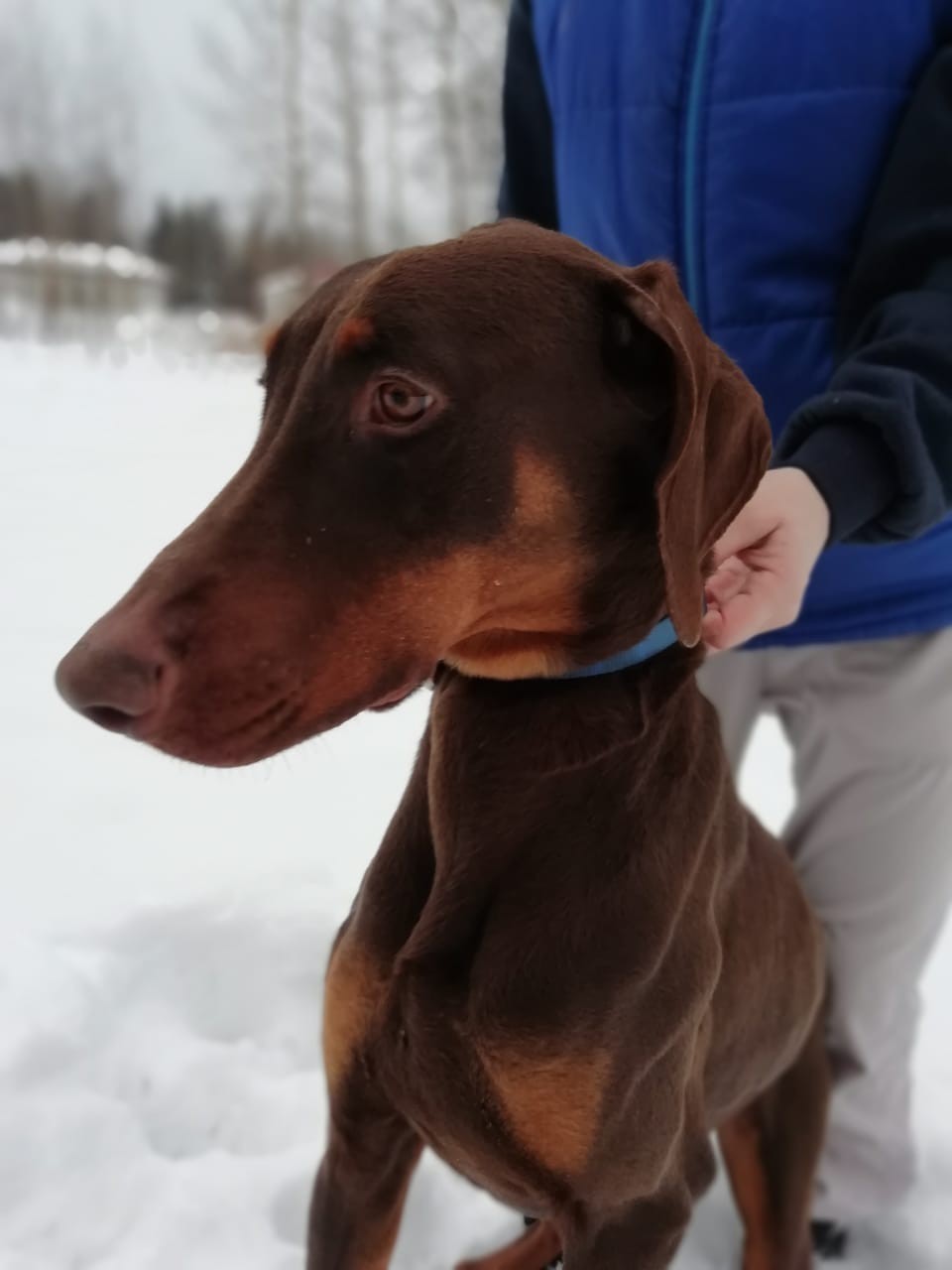 Остин