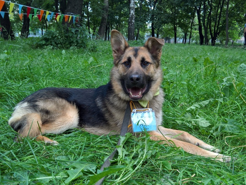 Рекс