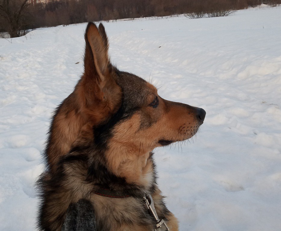 Фоксик