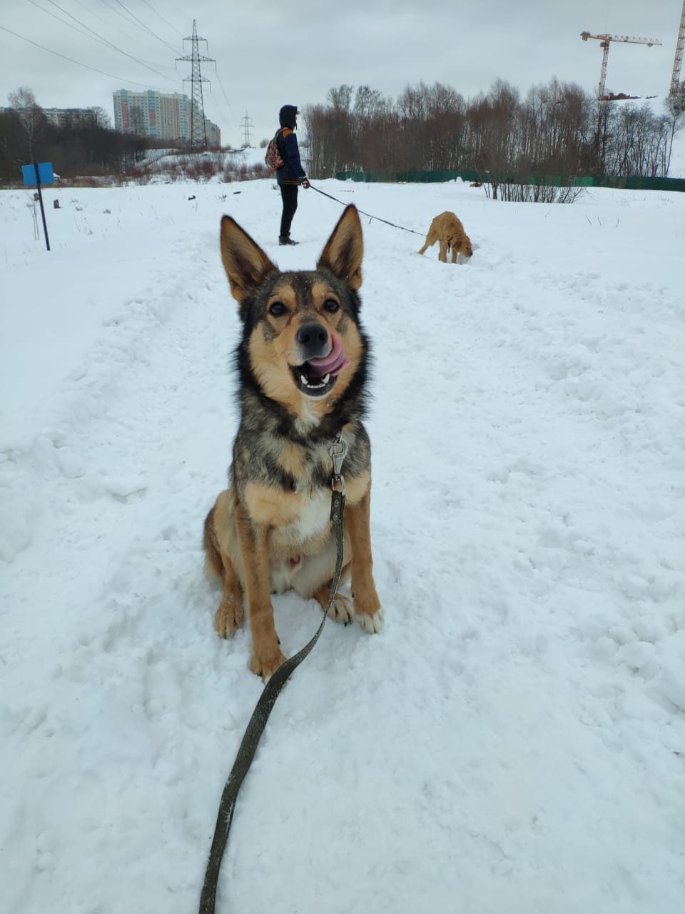 Фоксик