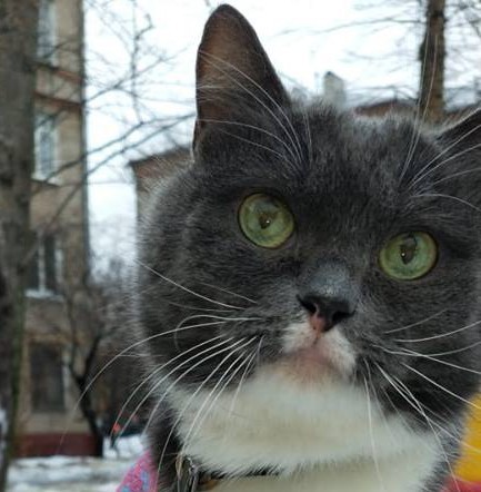 Мотильда