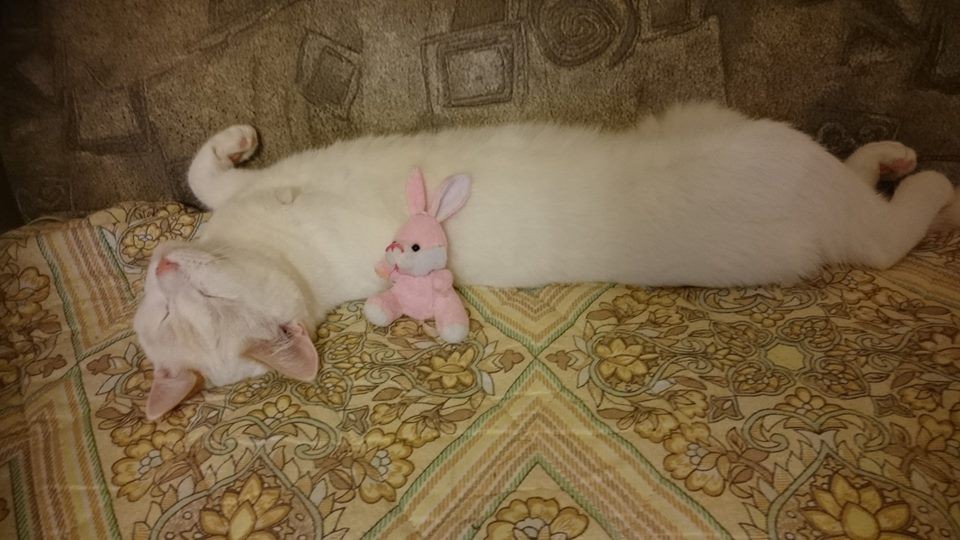 Тимошка