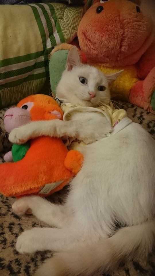 Тимошка