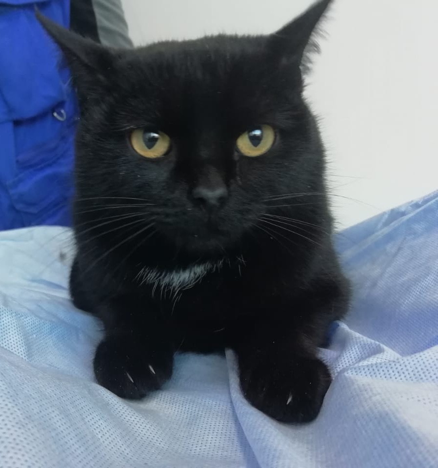 Сима
