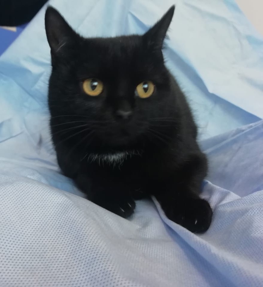 Сима