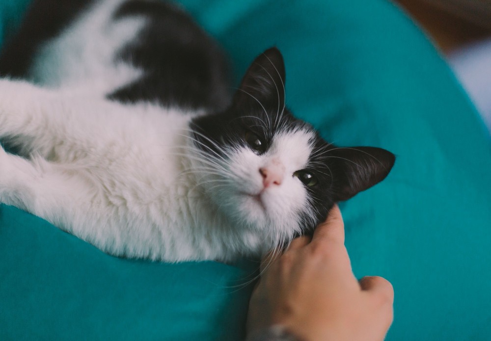 Клёпа