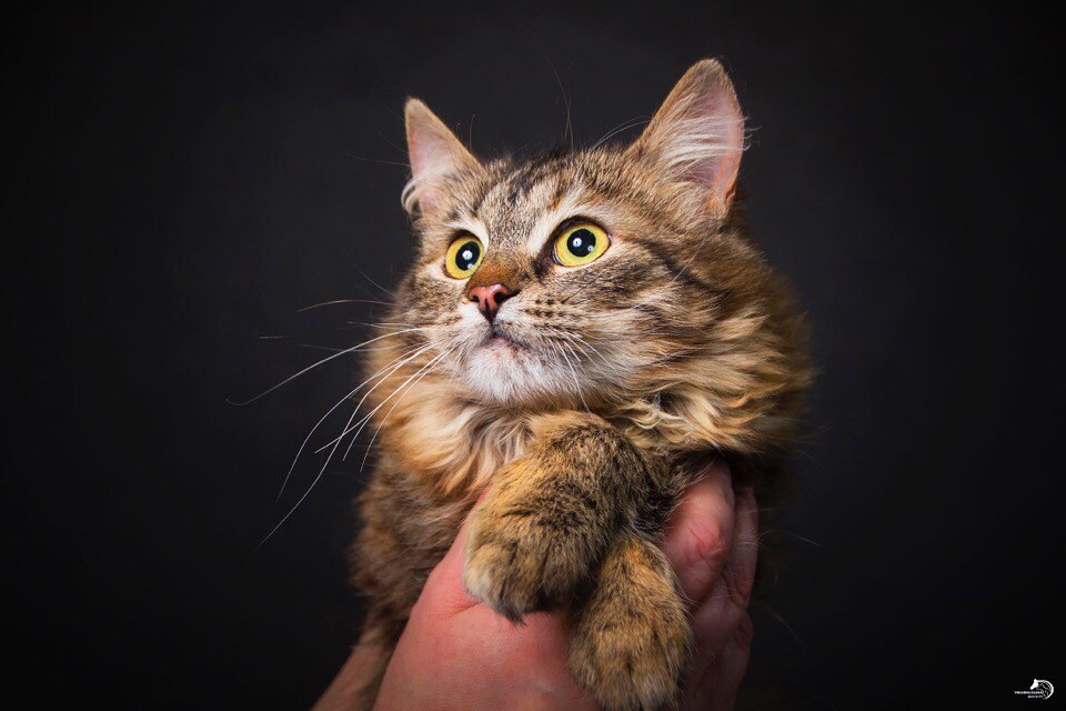 Манюня