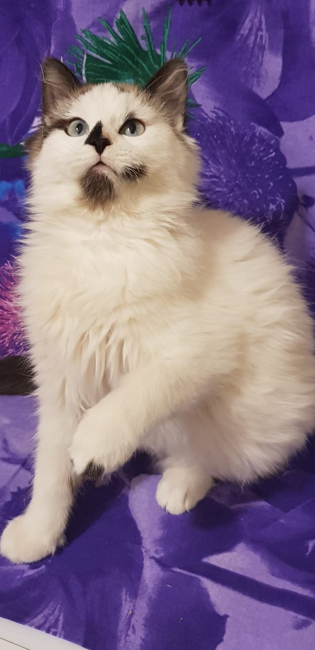 Чижик