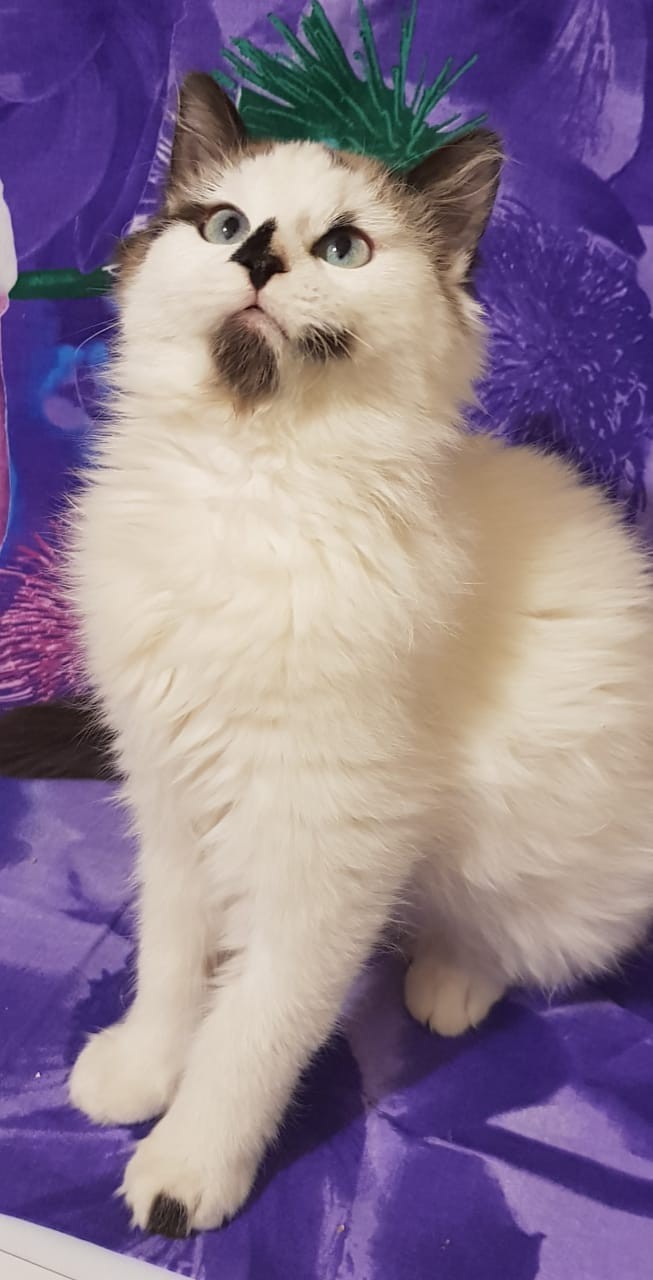 Чижик