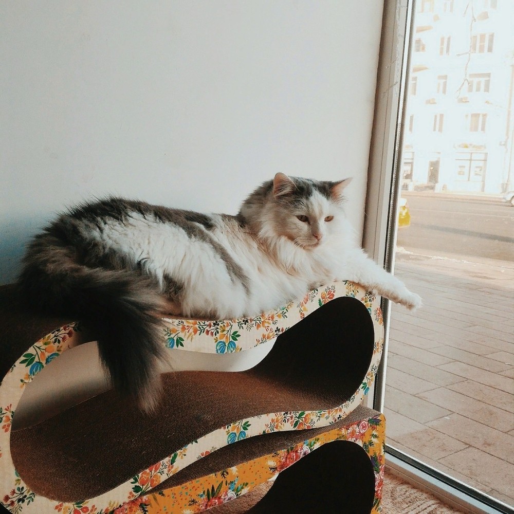 Бегемот