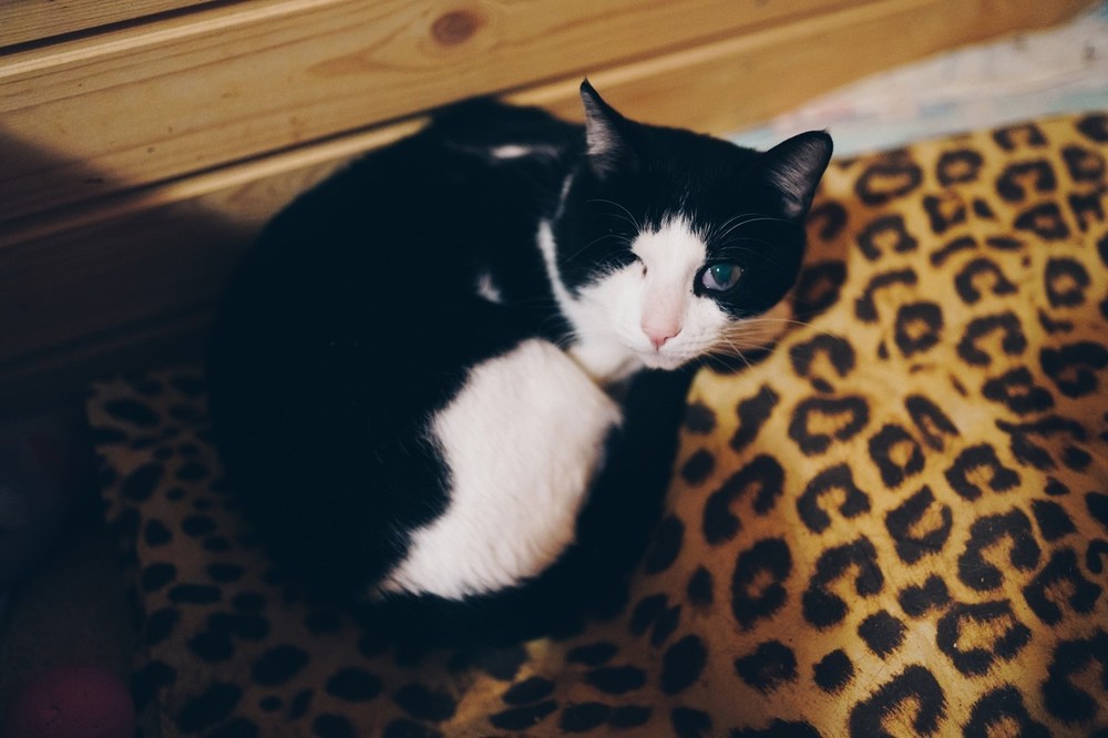 Касатик